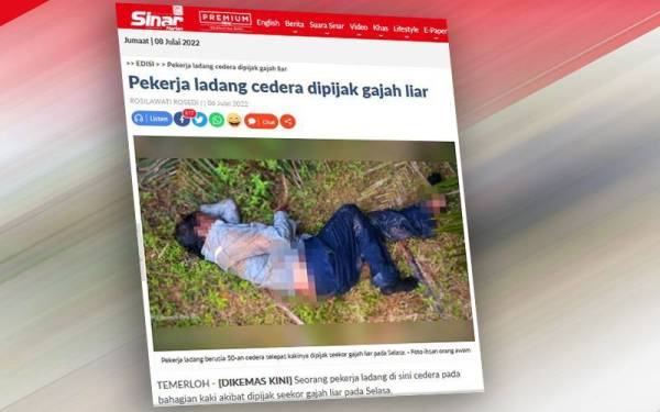 Laporan Sinar Harian mengenai pekerja ladang berusia 50-an cedera selepas kakinya dipijak seekor gajah liar pada Selasa.