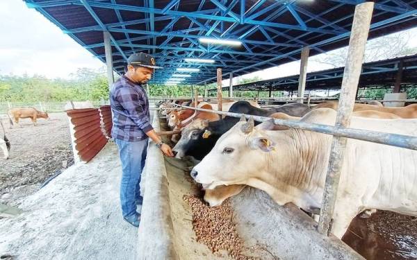 Mohamad Alias memberi makan lembu yang akan dikorbankan pada Aidiladha nanti.