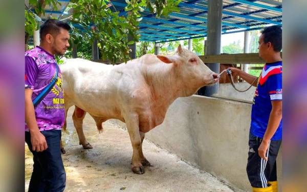 Murtadhatumizi (kiri) menghadiahkan seekor lembu kesayangan baka Charolais yang bernilai RM15,000 pada sambutan Hari Raya Aidiladha pada Ahad untuk diagihkan kepada golongan asnaf.