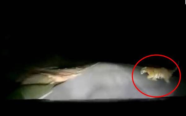 Tangkap layar harimau belang yang melintas jalan dan dirempuh sebuah kereta di Machang.