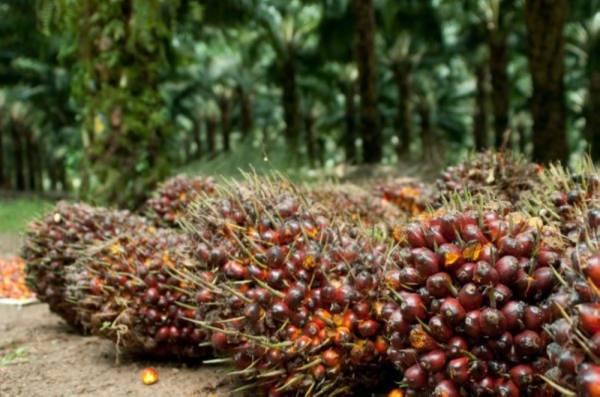 Kementerian Perusahaan Perladangan dan Komoditi tidak mengeluarkan sebarang lesen untuk mengimport tandan buah segar dari negara lain. - Gambar hiasan