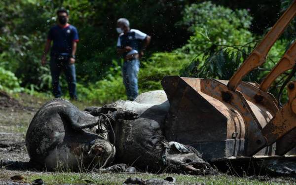 Jabatan Perkhidmatan Veterinar (JPV) daerah Kuala Nerus dengan kerjasama Majlis Bandaraya Kuala Terengganu melupuskan bangkai 11 ekor lembu di sebuah kawasan terbiar di Kampung Sungai Lekar, pada Rabu. - Foto Bernama
