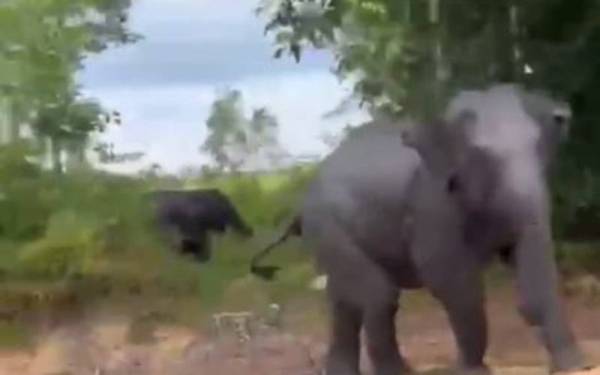 Tangkap layar video menunjukkan kelibat dua ekor gajah yang berada berdekatan dengan tepi jalan.