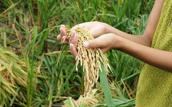 GCC dan AS mengumumkan akan menyediakan bantuan bernilai AS1 bilion untuk menangani cabaran keselamatan makanan serantau dan antarabangsa.(Gambar hiasan) - Foto 123rf