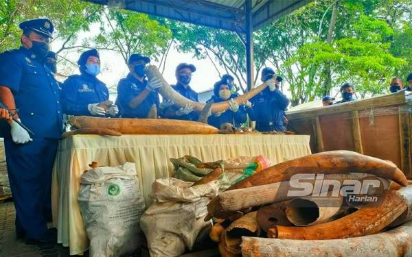 Zazuli (empat, kiri) menunjukkan antara rampasan gading gajah susulan pemeriksaan ke atas sebuah kontena di Pelabuhan Barat, Selangor, 10 Julai lalu.