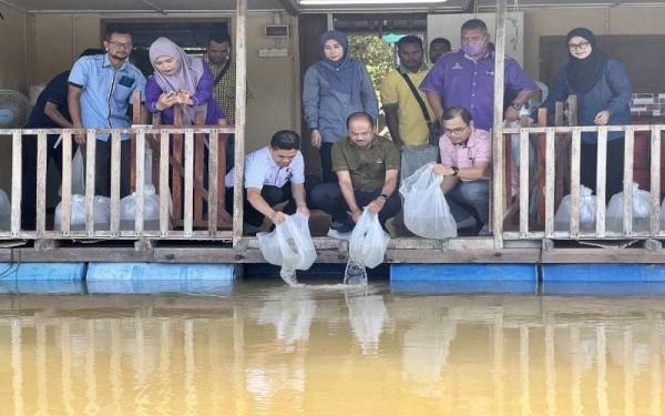 Abdullah (duduk, kiri) melepaskan udang galah di Sungai Rompin. - Foto Ihsan Jabatan Perikanan Negeri Pahang