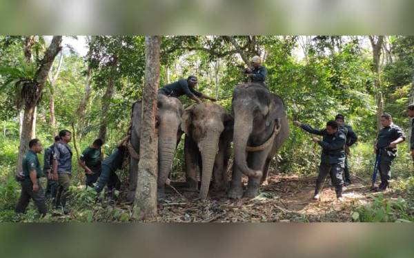 Pasukan Perhilitan Perak dan Pahang berjaya memindahkan Yob Umbut ke Taman Negara Terengganu. - Foto ihsan pembaca