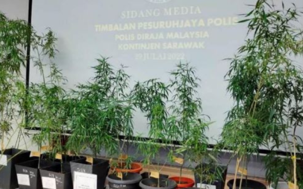 34 pokok ganja dianggarkan bernilai RM56,346 dirampas. - Foto Bernama