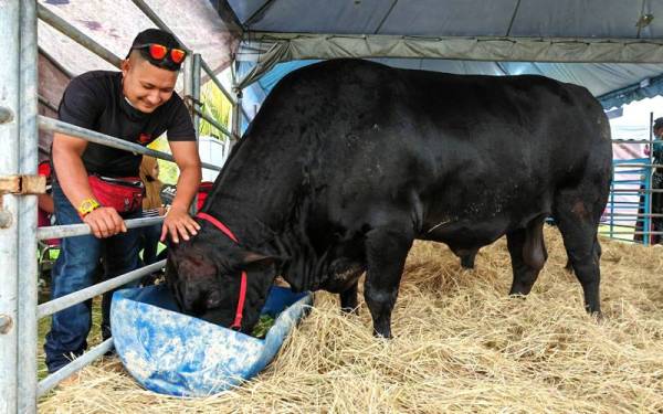 Meskipun pernah ditawarkan lebih daripada RM30,000 untuk membeli lembu sado peliharaannya yang diberi nama ‘Tam’, namun Azrin tetap tidak menjualnya.