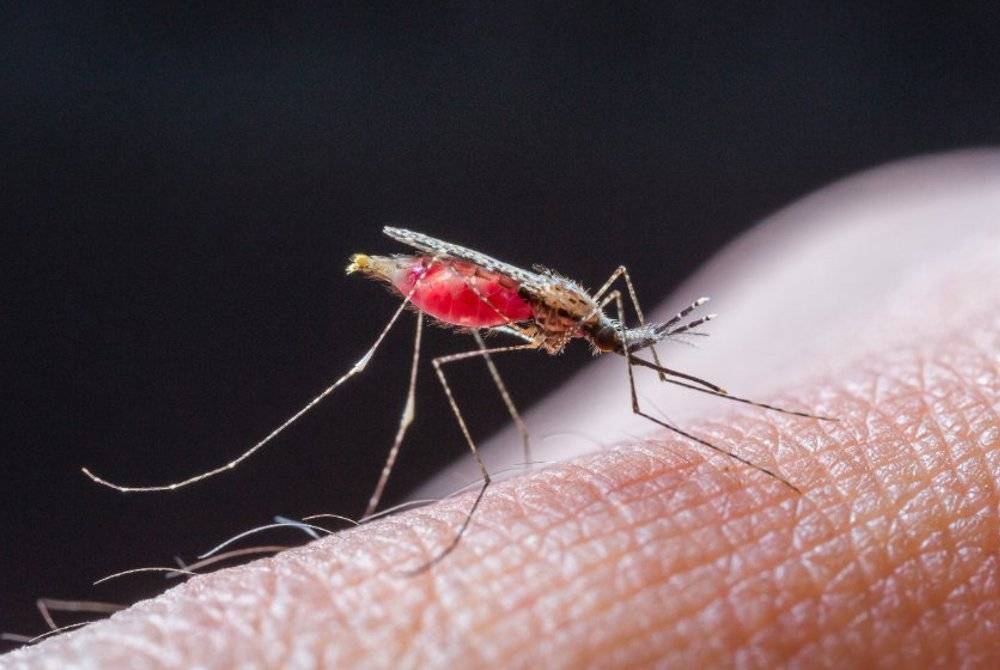 Jumlah kes malaria tertinggi pernah dicatatkan di Sarawak adalah pada 1999 dengan 3,155 kes. - Foto 123rf 