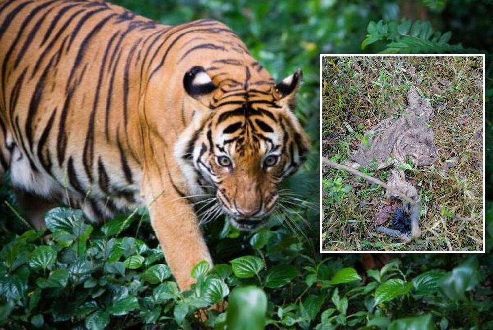 Harimau Belang. Gambar hiasan. Seekor kambing milik penduduk telah menjadi mangsa harimau belang yang telah muncul sejak Rabu lalu di Kampung Baru Malaysia, Jeli sekali gus mengundang keresahan dalam kalangan mereka.