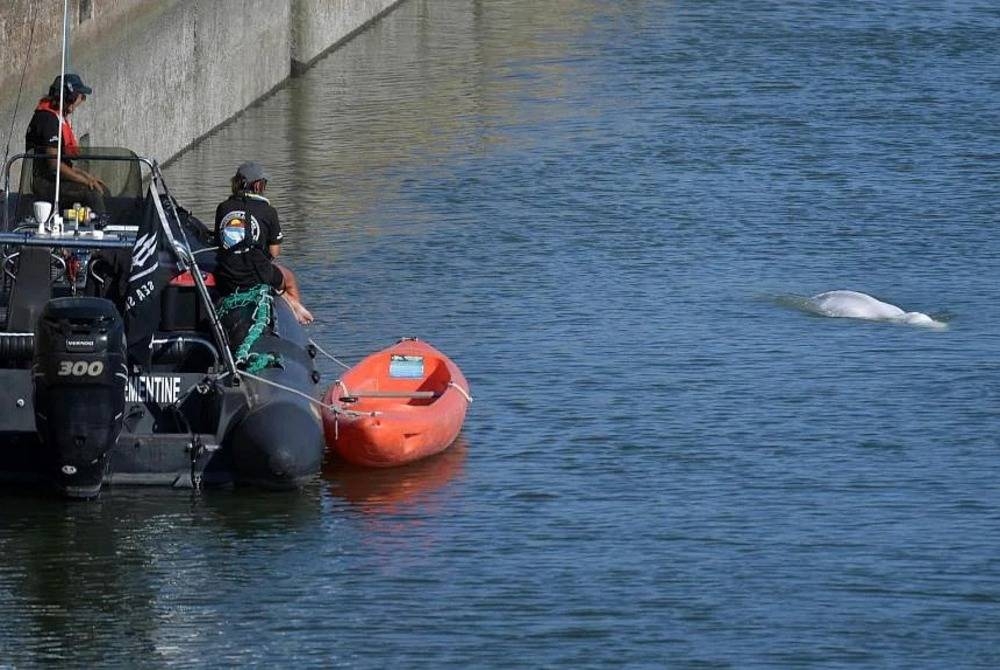 Anggota-anggota sebuah pertubuhan bukan kerajaan menyaksikan seekor ikan paus beluga dekat kunci air di Sungai Seinen, Saint-Pierre-La-Garenne pada 8 Ogos lalu. - Foto AFP