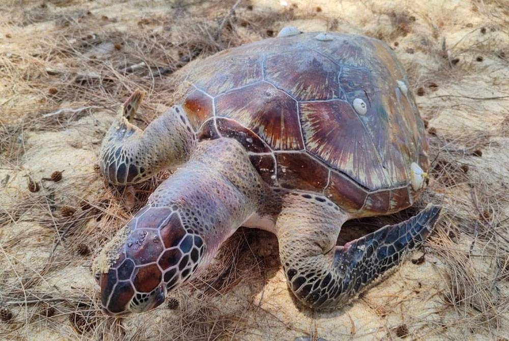 Seekor anak penyu agar ditemukan mati di pantai Beting Lintang, Besut pada Khamis.