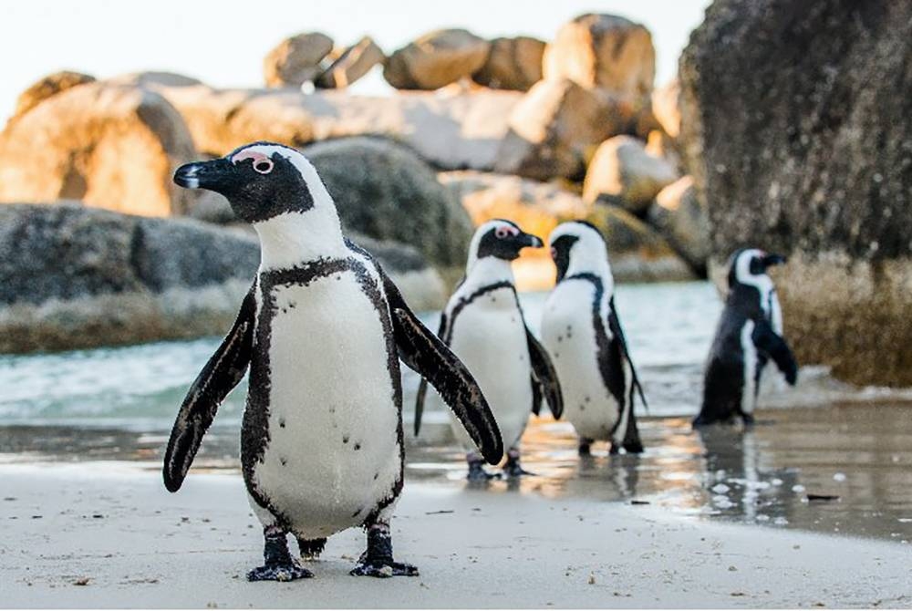 Sebanyak 596 penguin ditemukan mati di Florianopolis, Santa Catarina di selatan Brazil selepas puting beliung luar tropika melanda kawasan itu. (Gambar hiasan) - Foto123RF