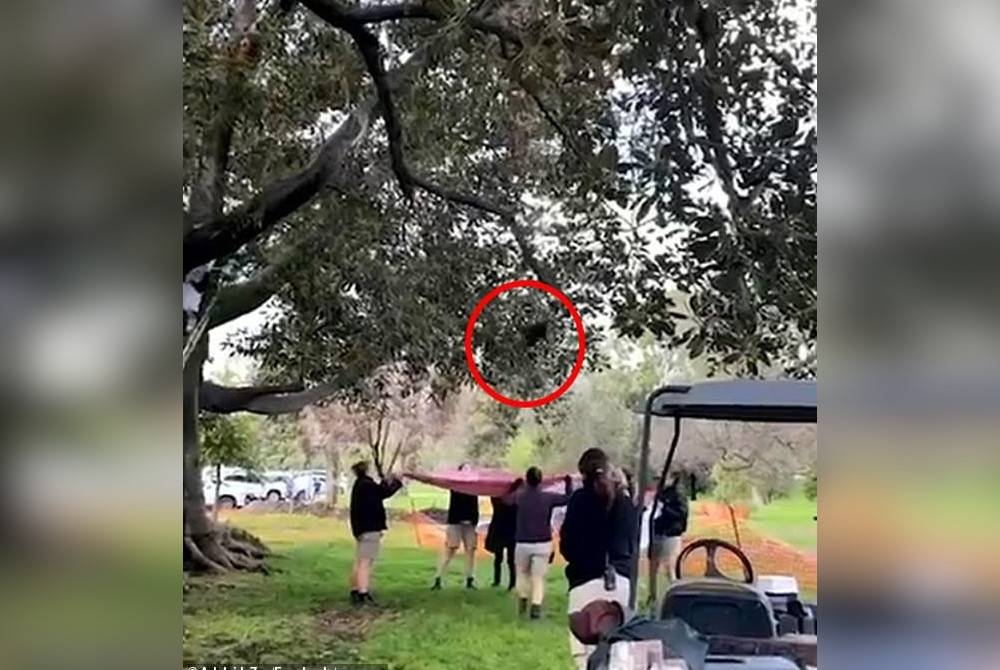 Seekor panda merah ditembak (dalam bulatan) di Taman Botani, Adelaide pada Ahad. - Foto AdelaideZoo/Facebook