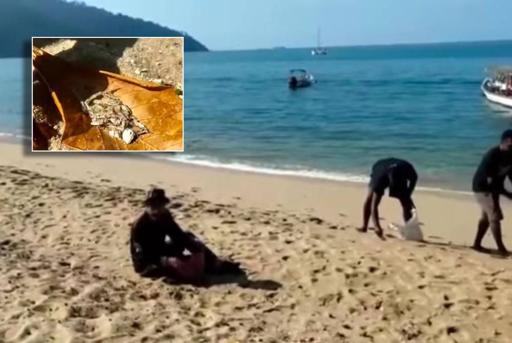 Orang ramai mengutip ikan bilis yang naik di pantai Pasir Bogak, Pulau Pangkor. (Gambar kecil: Penduduk tempatan menunjukkan ikan bilis mata biru yang berjaya dikutip.) - Foto: Ihsan Pembaca