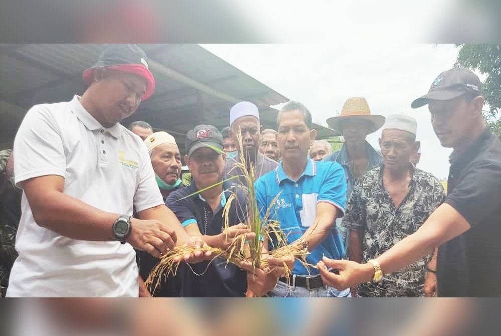 Abd Rashid (kiri) bersama pesawah menunjukkan pokok padi yang rosak akibat diserang penyakit BPB di Kampung Dulang Kechil, Yan pada Selasa.