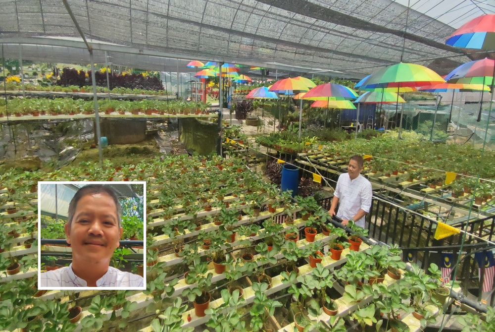 Sebanyak 4,000 pokok strawberi ditanam di Jerai Hill Farm Strawberry di Gunung Jerai. Gambar kecil: Bekas guru, Rushidi membuka ladang strawberi di puncak Gunung Jerai