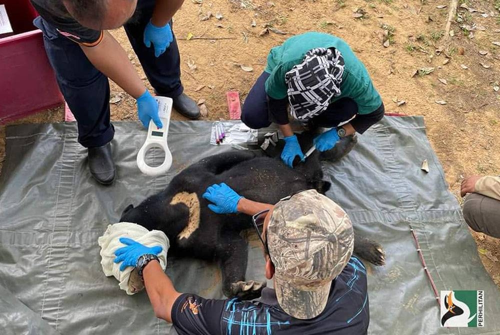 Seekor beruang matahari diselamatkan selepas menjadi mangsa jerat haram di sekitar Ulu Bernam, Hulu Selangor pada Jumaat lalu. - Foto Perhilitan