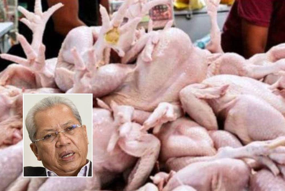 Kerajaan akan terus memberi keutamaan dalam memastikan bekalan ayam bagi pengguna domestik adalah mencukupi. - Gambar hiasan, gambar kecil: Annuar