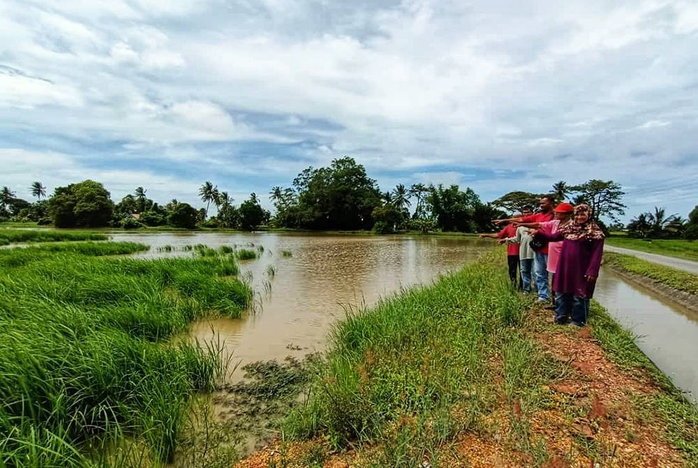 Pesawah menunjukkan air bertakung dalam sawah yang menyebabkan mereka tidak dapat mengusahakan sawah masing-masing.