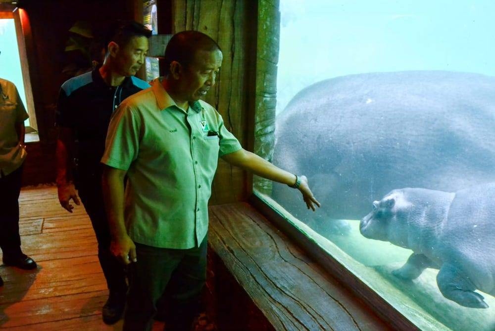 Abdul Kadir cuba berinteraksi bersama Jaguh sempena Majlis Berendoi Baby Hippo di Taman Tema Sunway Lost World Of Tambun (SLWOT) di sini pada Sabtu.