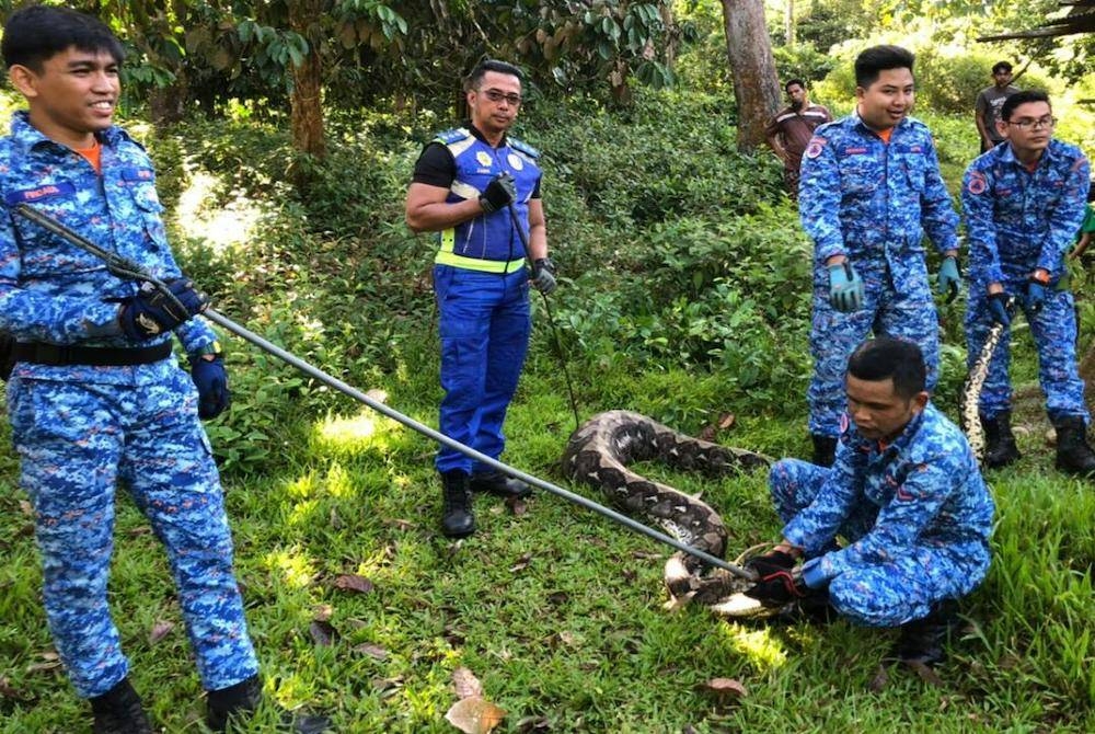 Ular sawa seberat 90 kg yang berjaya ditangkap pasukan APM selepas menelan seekor anak lembu di Kampung Tapah pada Ahad. -Foto Ihsan APM