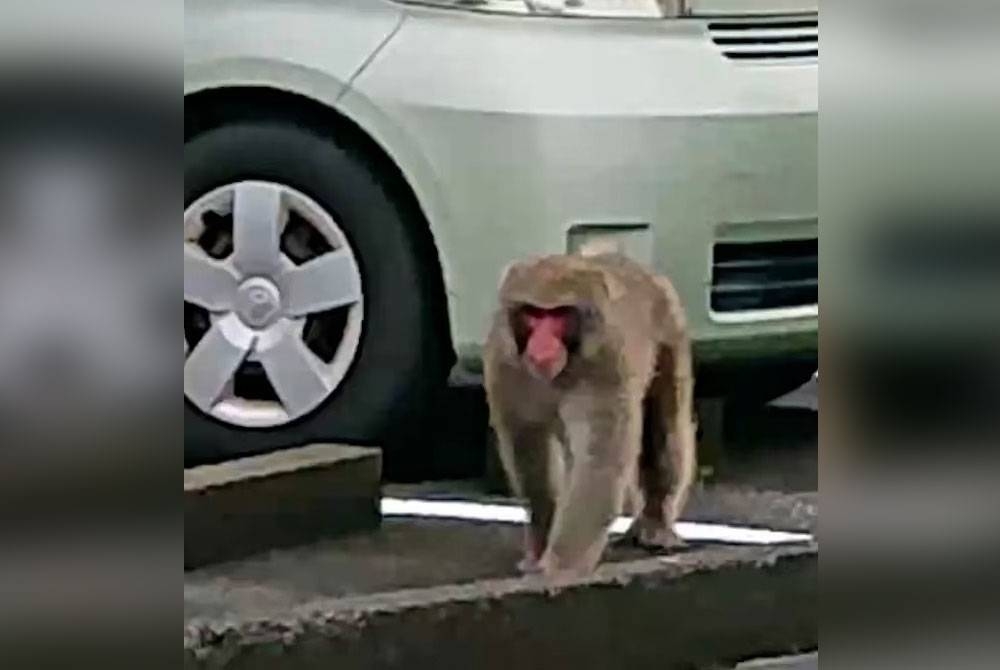 Monyet yang mahu ditembak oleh pasukan pemburu dilihat berkeliaran di bandar Fuji baru-baru ini. - Foto YouTube/ABC