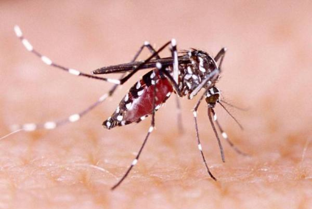 Kementerian Kesihatan memaklumkan jangkitan virus Zika dibawa oleh nyamuk Aedes, sama seperti denggi. - Gambar hiasan