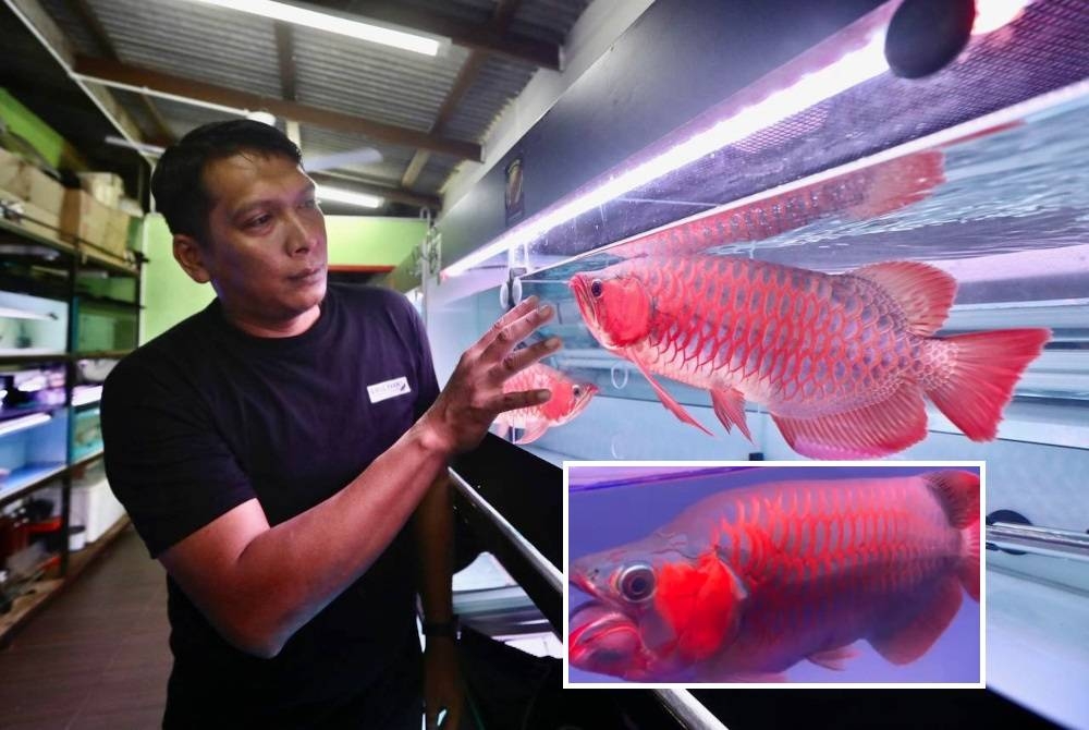 Khairul Anuar bersama ikan arowana yang dipeliharanya di Kampung Alor Lit, Bukit Payung di Marang, Terengganu. (Gambar kecil: Awang senyum)