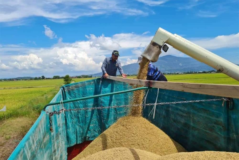 Projek Smart Sawah oleh LZNK di Yan sudah mula dituai. FOTO LZNK