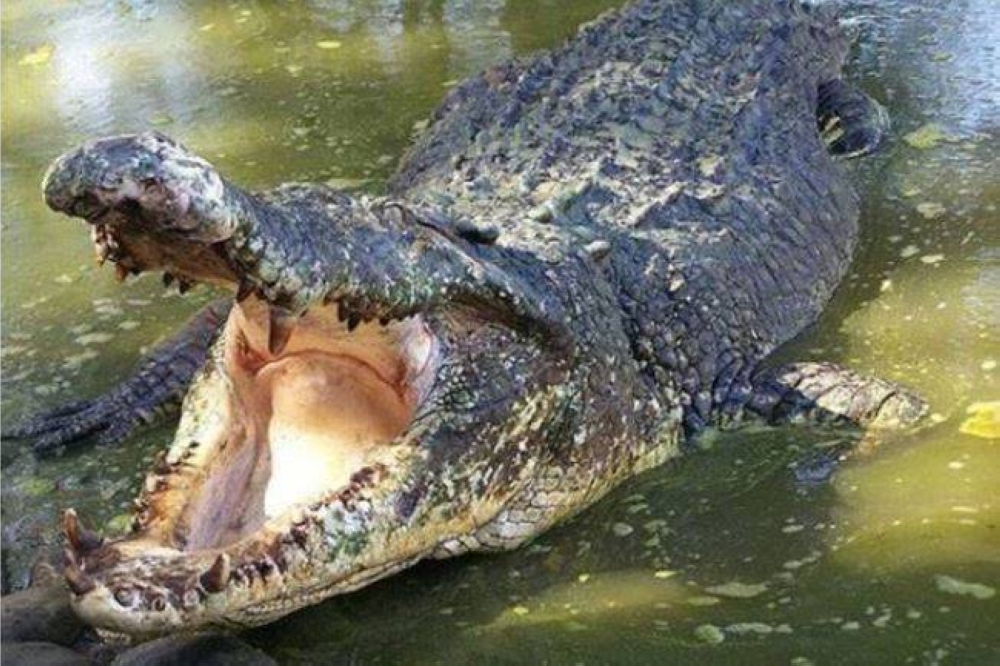 Seorang lelaki dipercayai dibaham buaya ketika menyeberang sungai berhampiran Taman Kenari Batu 7, di sini, pada Jumaat. - Gambar hiasan