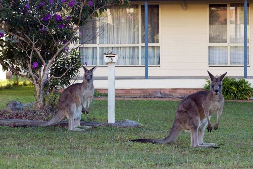 Serangan kanggaru ke atas manusia tidak berlaku dengan kerap di Australia. - Foto AFP