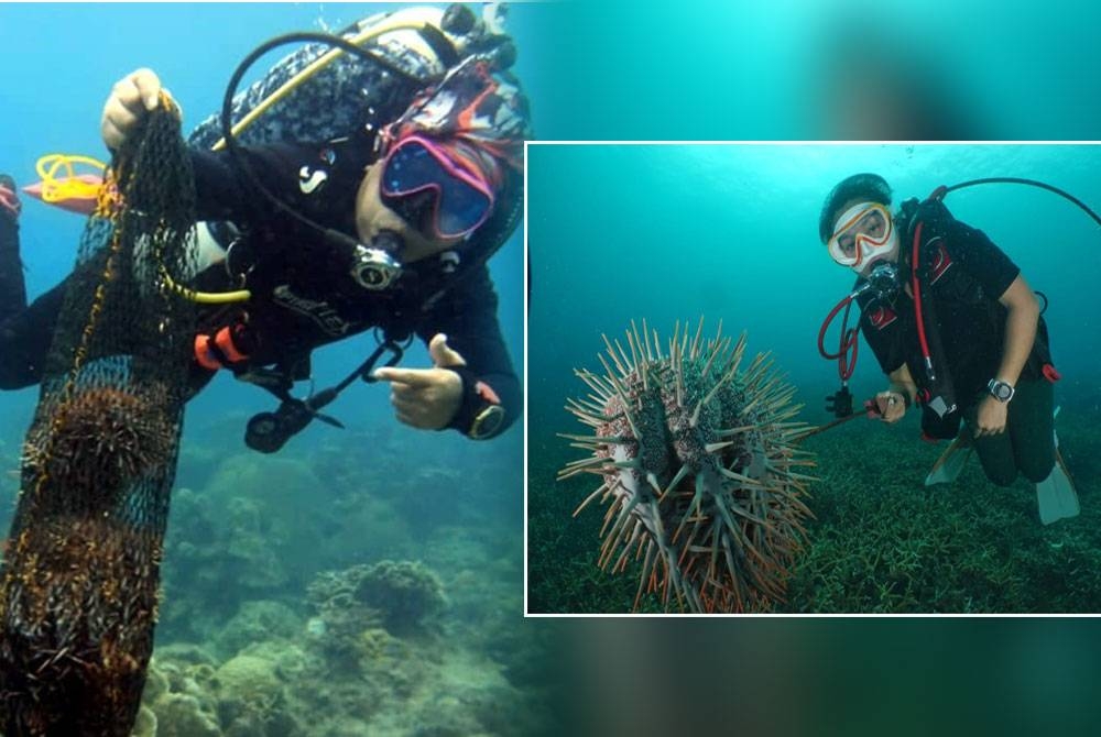 Penyelam mengutip tapak sulaiman mahkota berduri di Pulau Perhentian. - Foto ihsan Ary Yusri