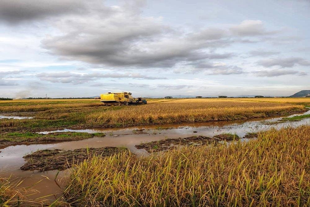 Keadaan sawah jerlus yang membebankan pesawah ketika ini.