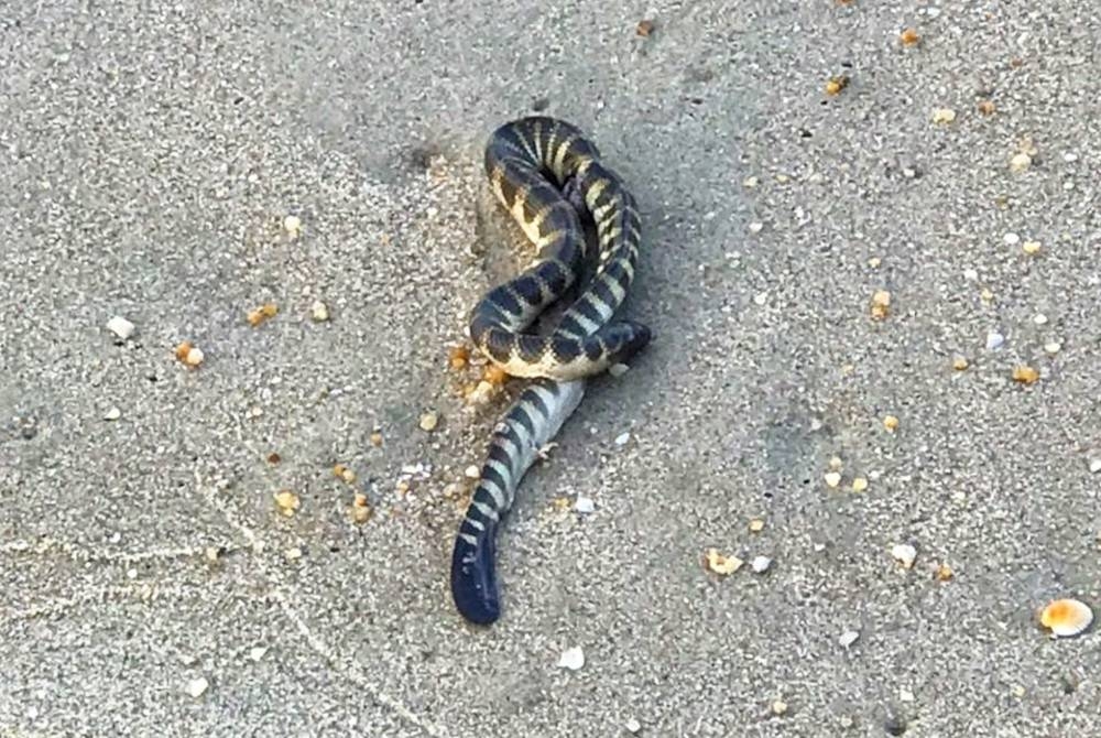 Seekor ular dipercayai daripada spesies ular laut yang dijumpai berlingkar di atas pasir di Pantai Teluk Ketapang, Kuala Nerus pada Rabu.