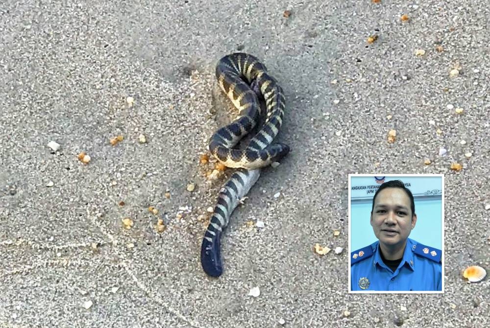 Ular laut yang ditemui seorang wanita ketika bersantai di pantai Teluk Ketapang, di Kuala Nerus pada Rabu. (Gambar kecil: Mohd Rosman)