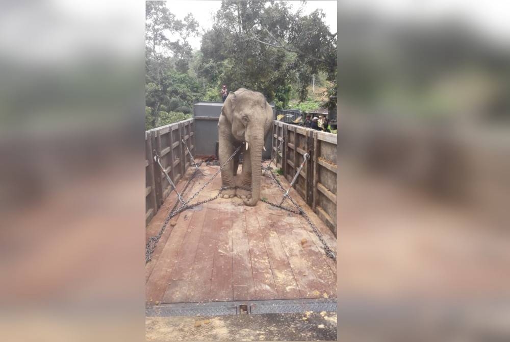 Gajah liar yang dipindahkan dipindahkan di Kampung Peria, Kuala Krai akan dibawa ke Taman Negara, Terengganu. - Foto Perhilitan