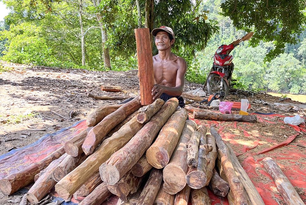 GUA MUSANG, 19 Sept -- Orang Asli Suku Kaum Bateq Zakaria Abdullah, 55, bersama hasil hutan, Raja Kayu yang telah siap diproses untuk dihantar kepada pembeli ketika ditemui pemberita di kediamannya di Kampung Pasir Linggi, Pos Lebir di sini.
--fotoBERNAMA (2022) HAK CIPTA TERPELIHARA