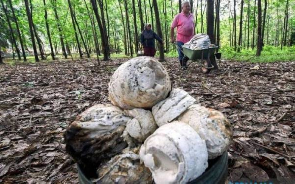 Kerajaan memberi jaminan untuk membantu penoreh getah di negara ini bagi menghadapi isu harga lantai getah sekerap yang rendah pada masa ini iaitu RM2.50 sekilogram. - Foto fail Bernama