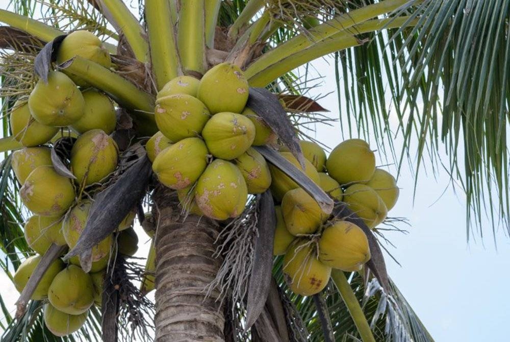 Kementerian Pertanian dan Industri Makanan menumpukan empat varieti iaitu Hybrid Matag, Malayan Yellow Dwarf, Malayan Red Dwarf dan Kelapa Pandan. - Foto 123rf