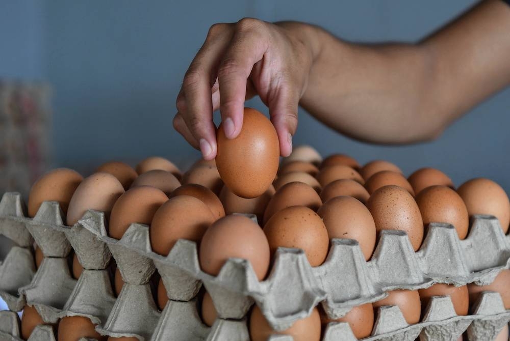 Pekerja sebuah pusat pemborong telur Haikal Hamdan, 21, menyusun bekalan telur ayam yang terhad untuk dijual kepada pelanggan semasa tinjauan di Chabang Tiga pada Ahad. - Foto Bernama