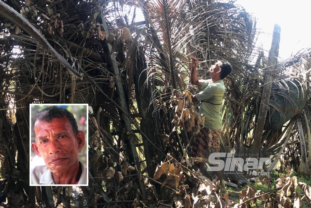 Rudi menggantikan dahan kelapa yang sudah luruh dengan dahan baharu bagi memastikan sawar angin dibina tetap kukuh. Gambar kecil: Rudi