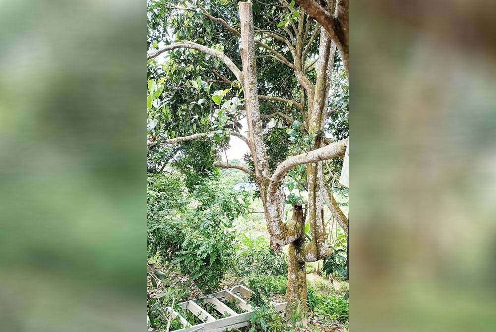 Lokasi kejadian mangsa dihempap dahan pokok nangka dalam kejadian di Kampung Paya Rumput Melaka pada Khamis.