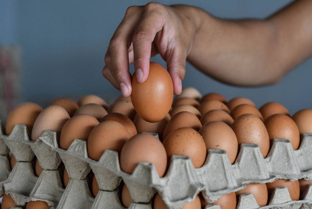 Isu kesukaran mendapatkan bekalan telur ayam di sesetengah kawasan akan dibincangkan pada Isnin ini. - Foto Bernama