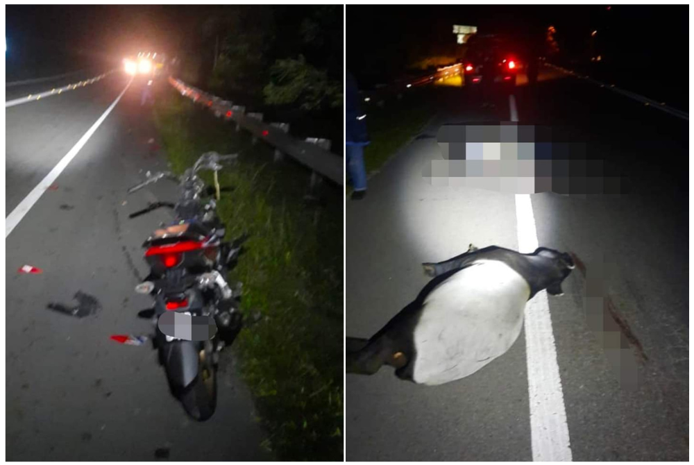 Keadaan haiwan terbabit dalam kejadian seorang penunggang motosikal maut rempuh tapir dan keadaan motosikal milik mangsa dalam kejadian terbabit. -Foto:Media sosial