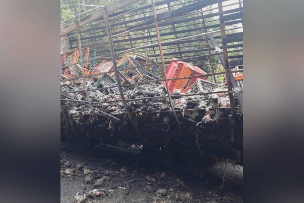 Sebanyak 4,000 ekor ayam hangus dalam kejadian di Batu Melintang, Lebuhraya Timur Barat di Jeli pada Sabtu. - Foto JPBM