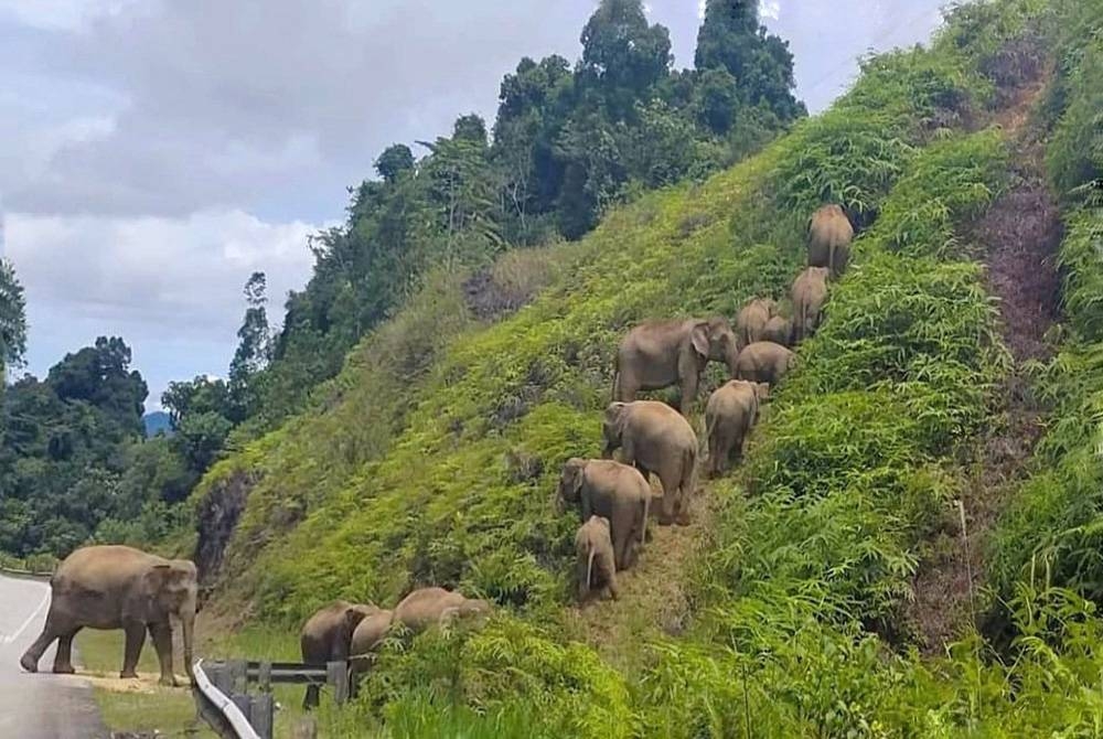 Danita mendakwa terserempak dengan kira-kira 14 ekor gajah ketika dalam perjalanan pulang ke rumahnya di Felda Aring.