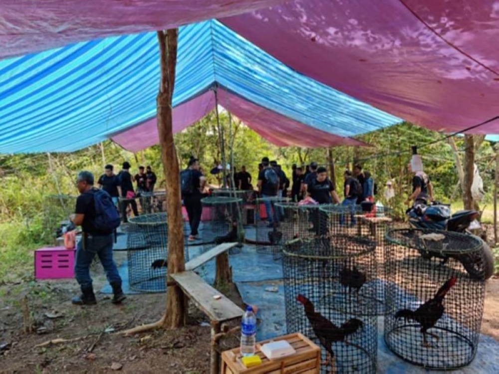 Anggota dari empat IPD menahan 43 lelaki tempatan dan warga asing kerana terlibat judi sabung ayam dalam serbuan di Kuala Sedili, Kota Tinggi, pada Sabtu. - Foto ihsan IPD Kota Tinggi