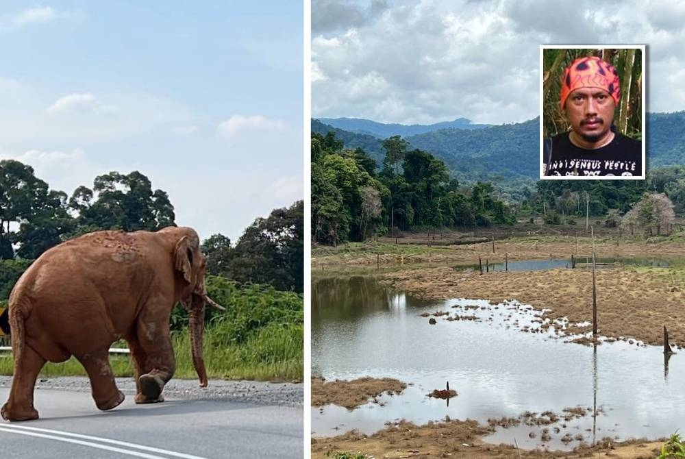 Gambar kiri: Gambar seekor gajah menyeberangi jalan yang dirakam Suzairi. Gambar kanan: Keadaan air di dataran tanah rendah selepas paras air turun di Tasik Kenyir menyebabkan rumput-rumput mengering dan mati. FOTO: Suzairi Zakaria (Gambar kecil: Suzairi)